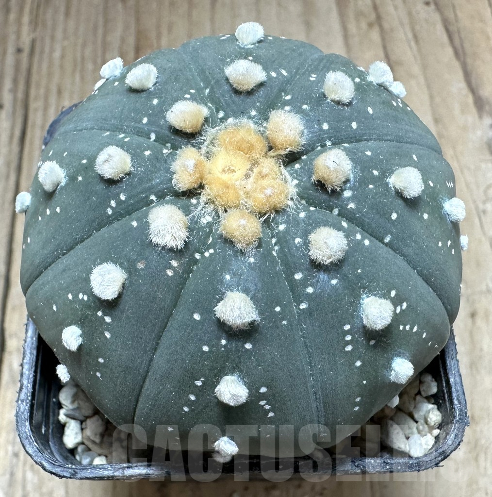 SHPR33213 Astrophytum asterias ‘Shinshowa’ - Image 3