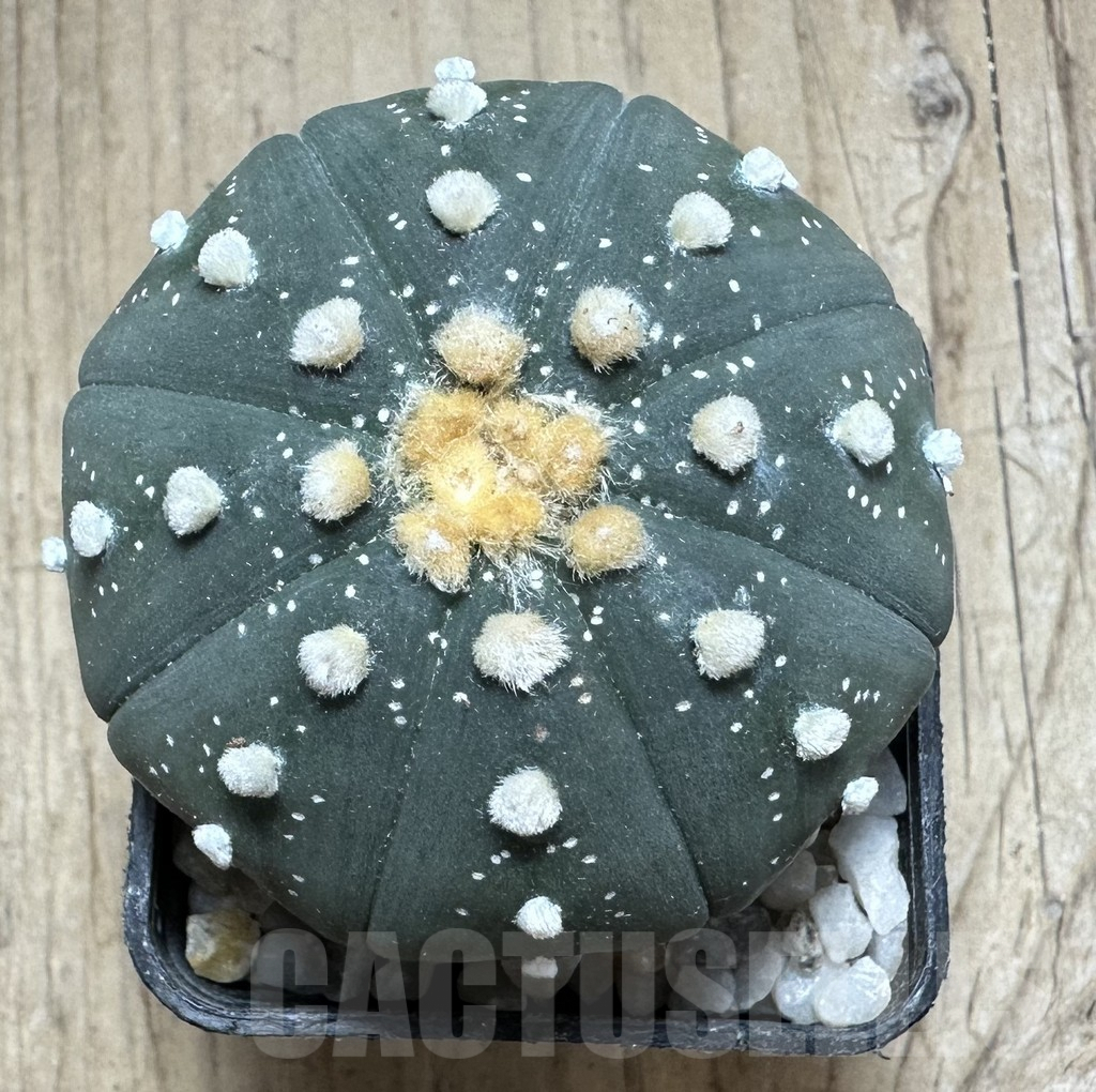 SHPR33213 Astrophytum asterias ‘Shinshowa’ - Image 2