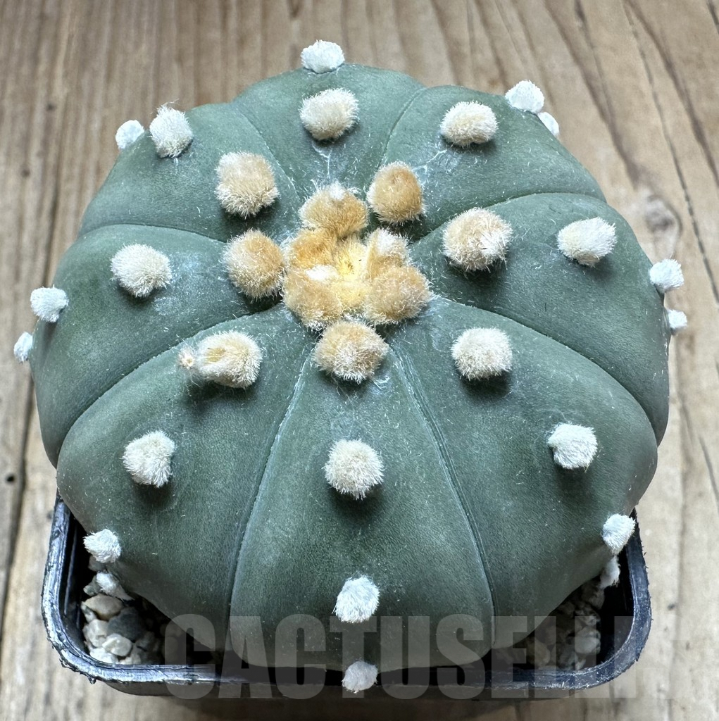 SHPR33214 Astrophytum asterias ‘Shinshowa’ - Image 3