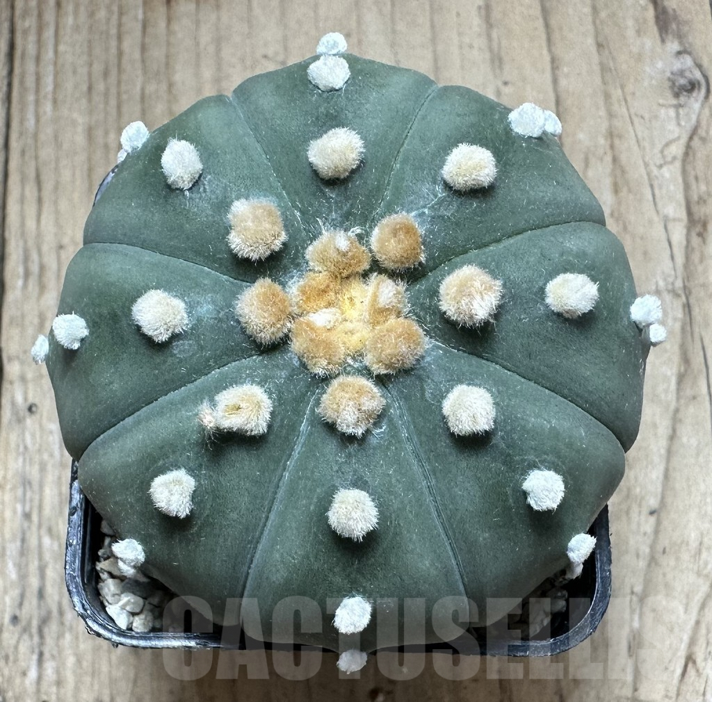 SHPR33214 Astrophytum asterias ‘Shinshowa’ - Image 2