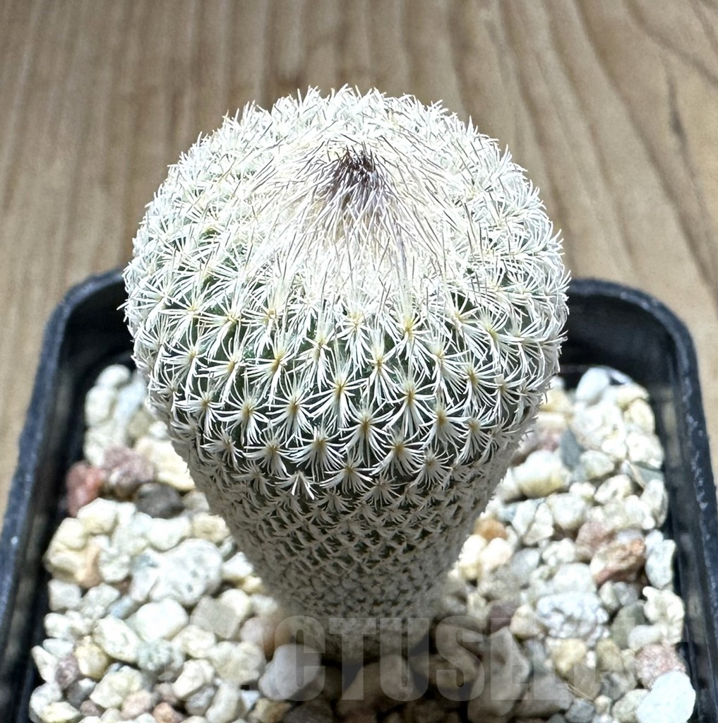 SHPR33215 Epithelantha micromeris