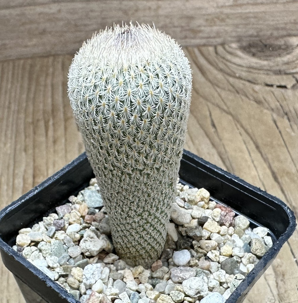 SHPR33215 Epithelantha micromeris - Image 2