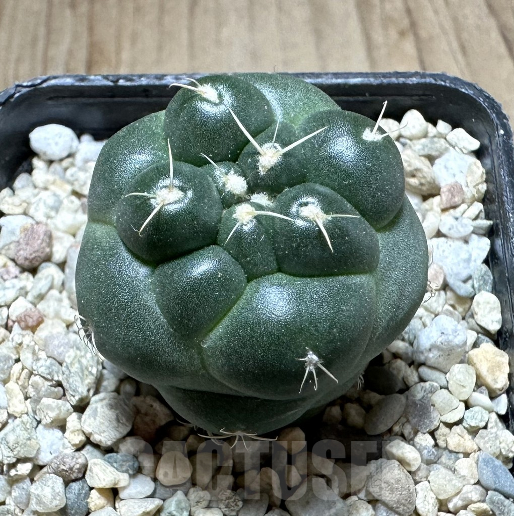 SHPR33216 Coryphantha elephantidens ‘inermis’ - Image 2