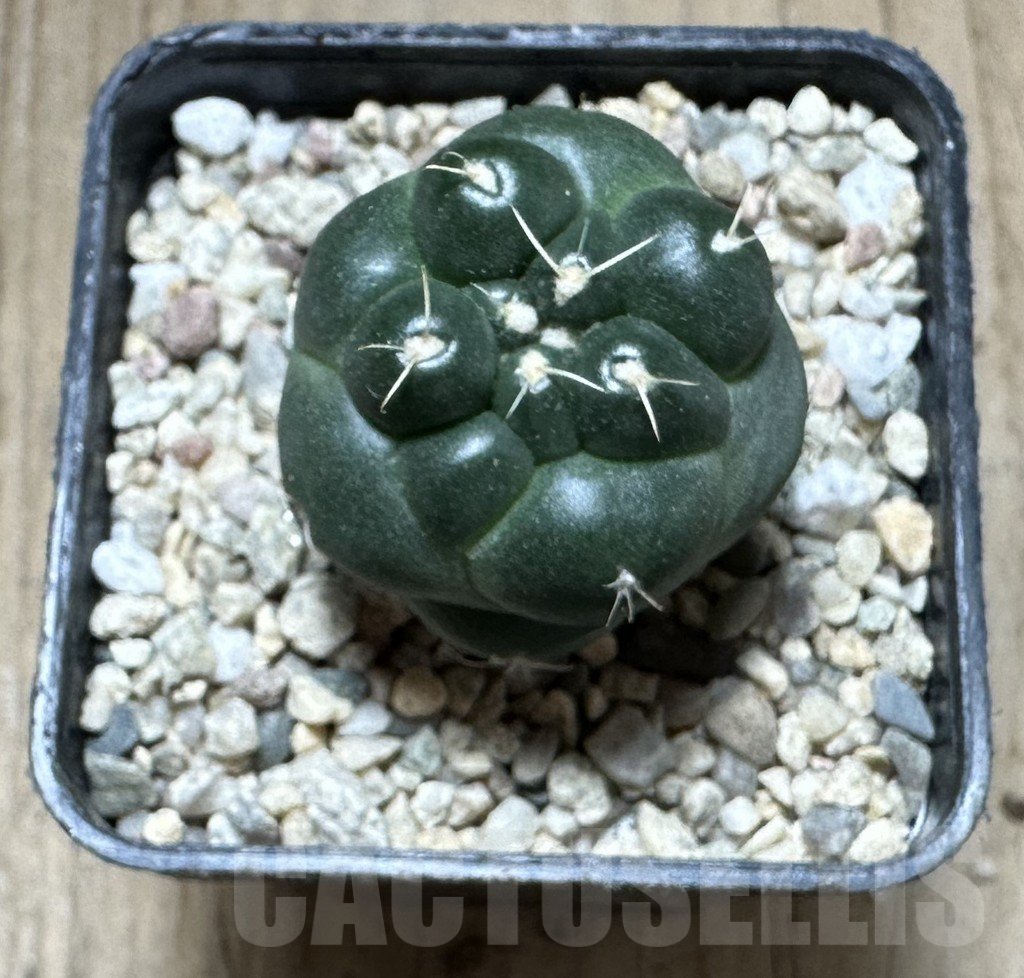 SHPR33216 Coryphantha elephantidens ‘inermis’ - Image 3