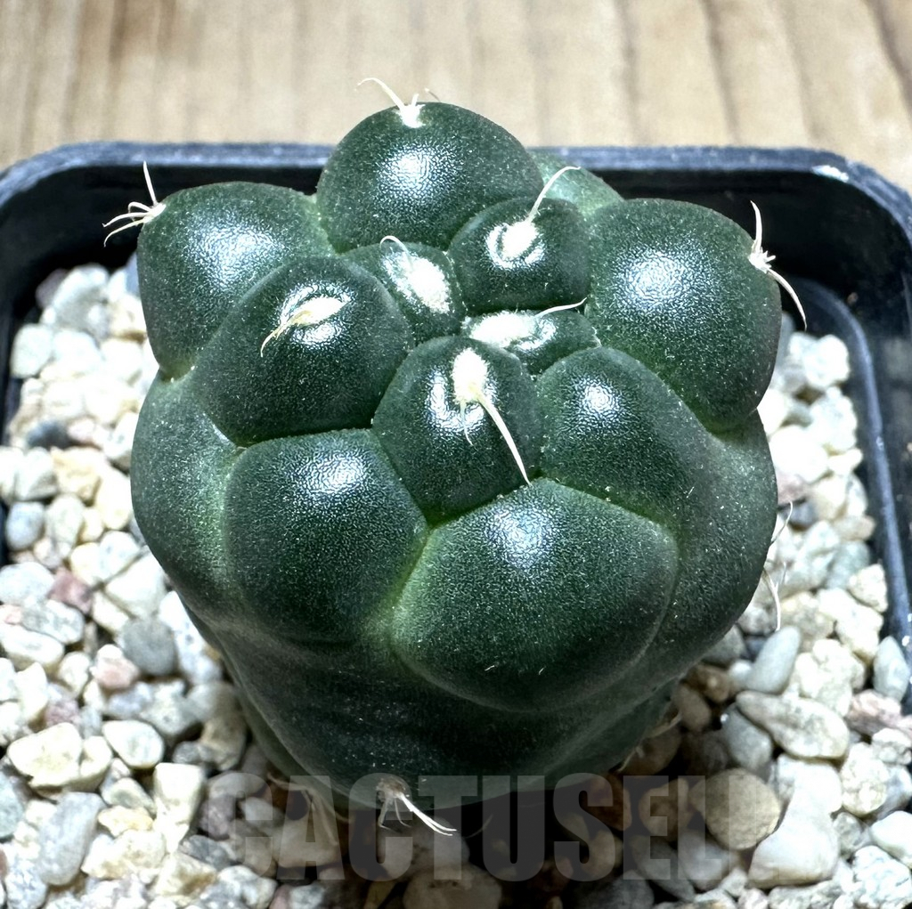 SHPR33217 Coryphantha elephantidens ‘inermis’ - Image 2