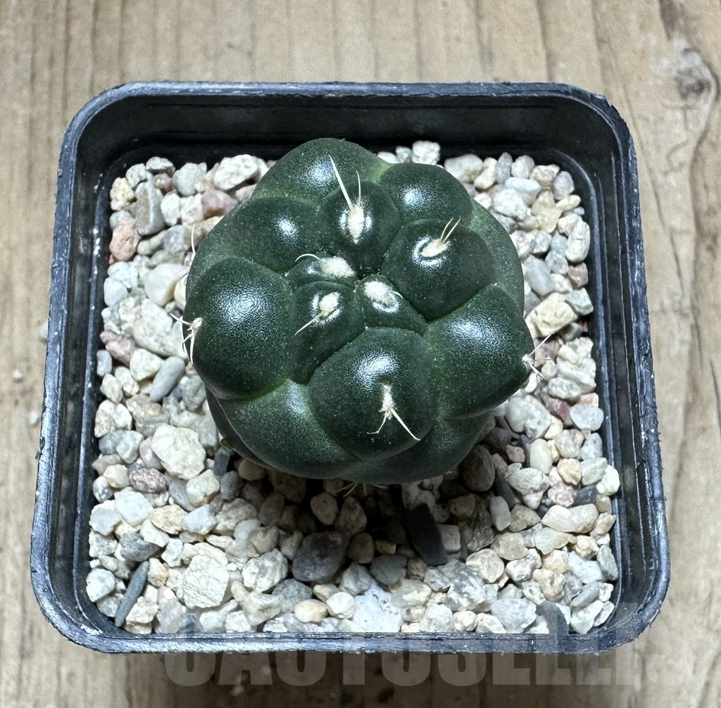 SHPR33217 Coryphantha elephantidens ‘inermis’ - Image 3