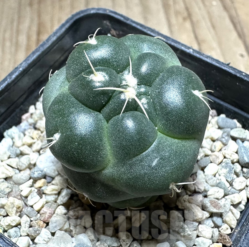 SHPR33218 Coryphantha elephantidens ‘inermis’ - Image 2