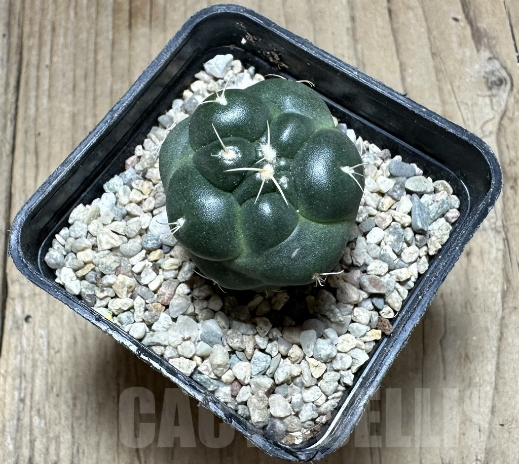 SHPR33218 Coryphantha elephantidens ‘inermis’ - Image 3