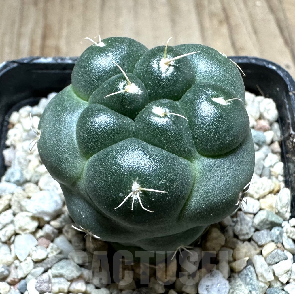 SHPR33219 Coryphantha elephantidens ‘inermis’ - Image 2