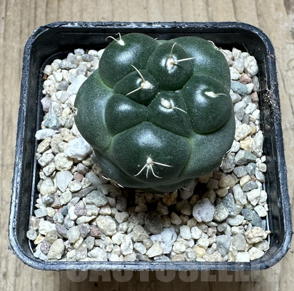 SHPR33219 Coryphantha elephantidens ‘inermis’ - Image 3