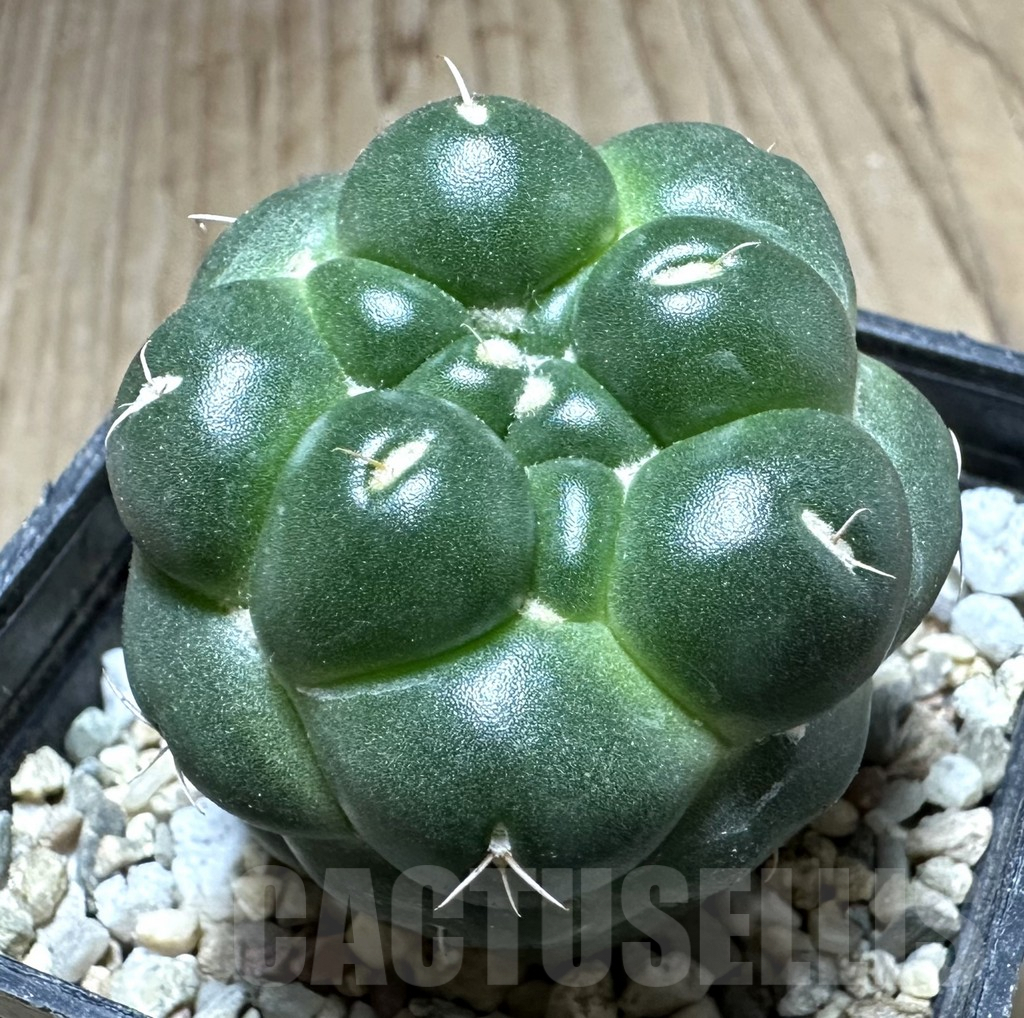 SHPR33220 Coryphantha elephantidens ‘inermis’