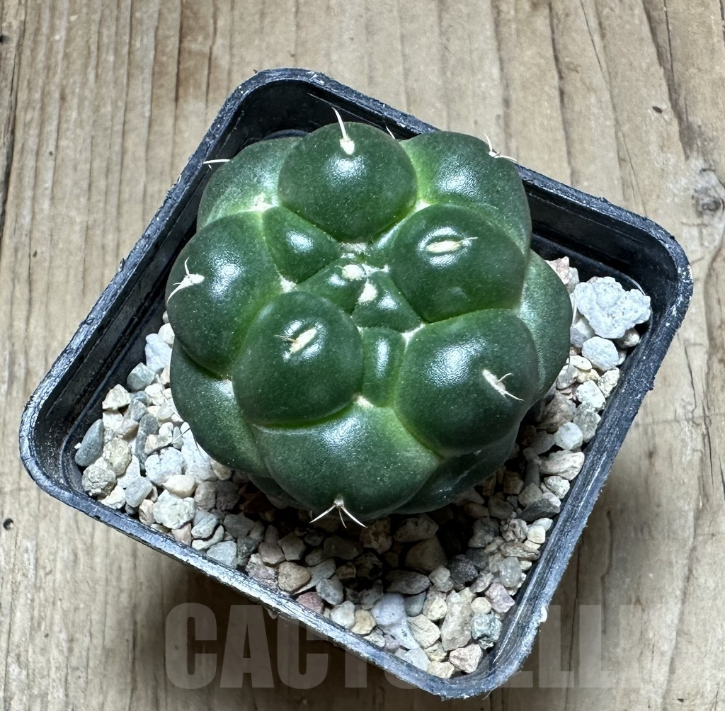 SHPR33220 Coryphantha elephantidens ‘inermis’ - Image 2