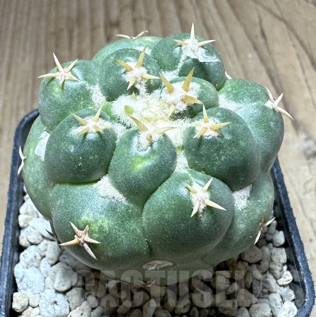 SHPR33224 Coryphantha elephantidens ‘Family'