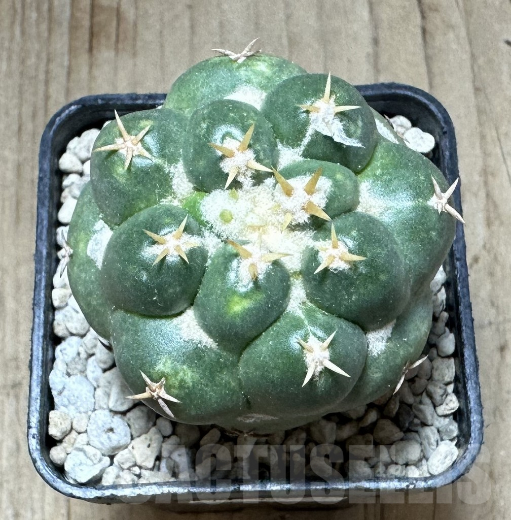 SHPR33224 Coryphantha elephantidens ‘Family' - Image 2