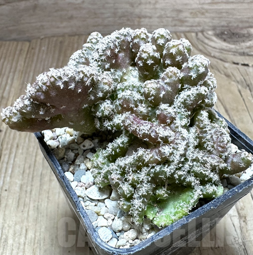 SHPR33227 Turbinicarpus lophophoroides f. cristata - Image 2