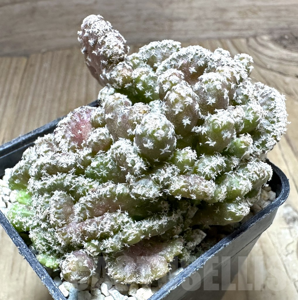 SHPR33227 Turbinicarpus lophophoroides f. cristata