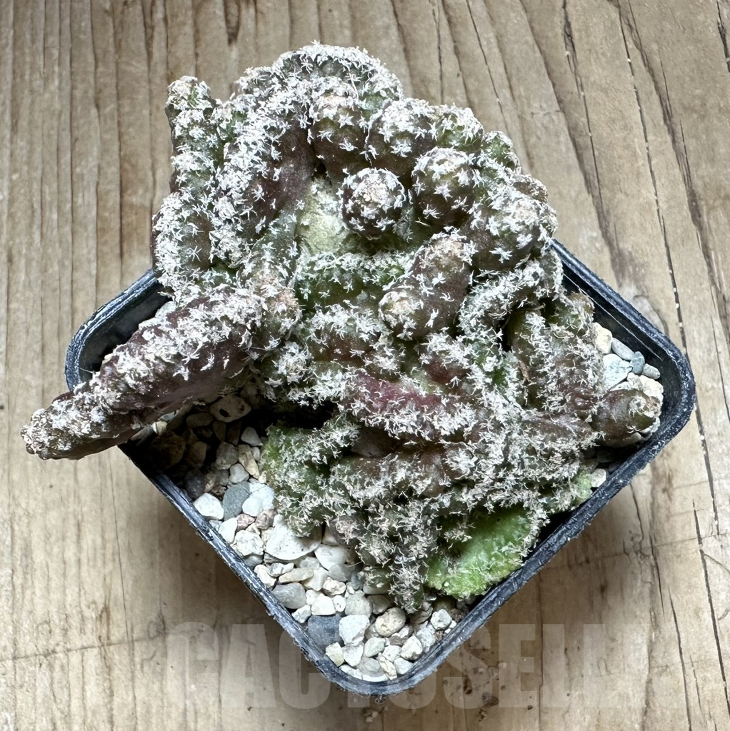 SHPR33227 Turbinicarpus lophophoroides f. cristata - Image 3