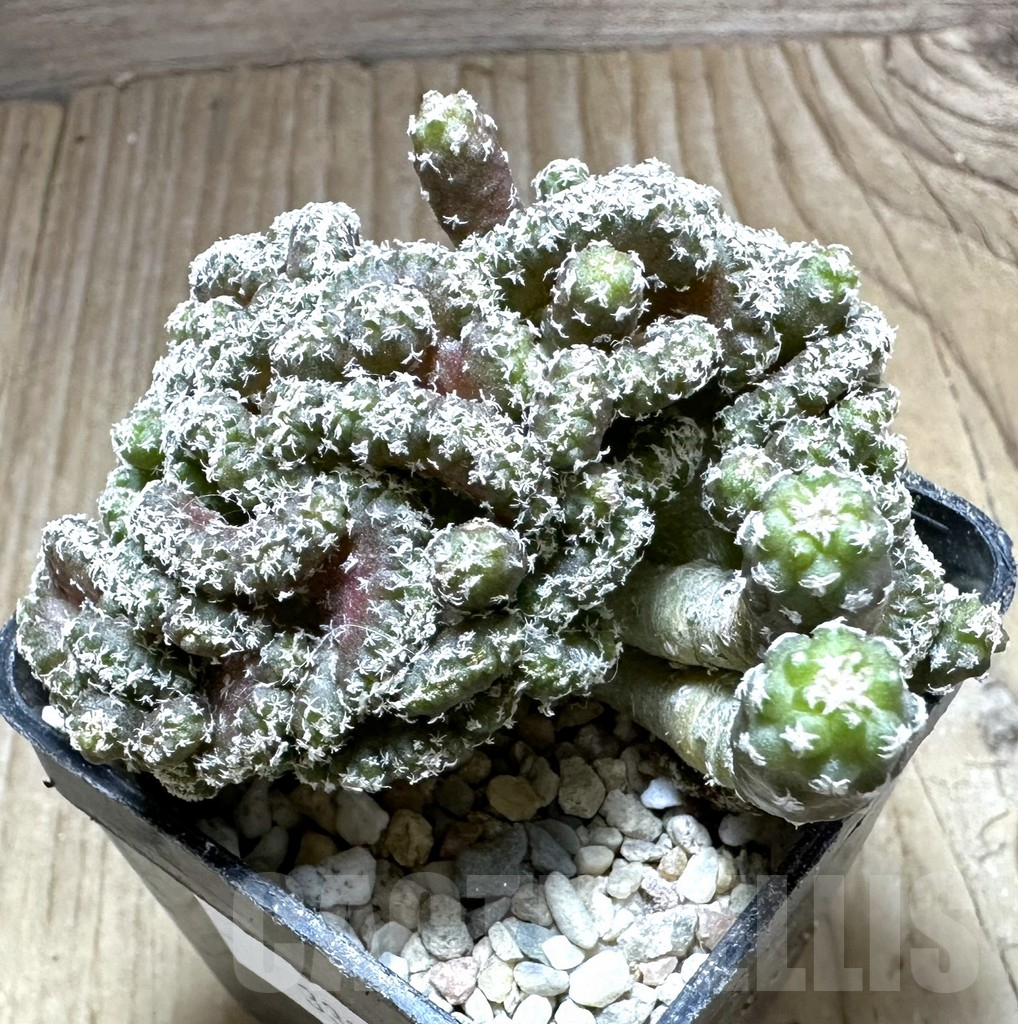 SHPR33228 Turbinicarpus lophophoroides f. cristata - Image 2