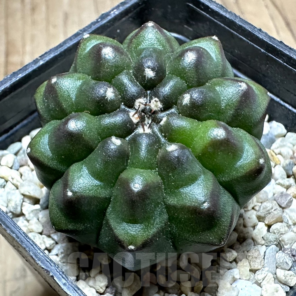 SHPR33229 Gymnocalycium mihanovichii ‘inermis’