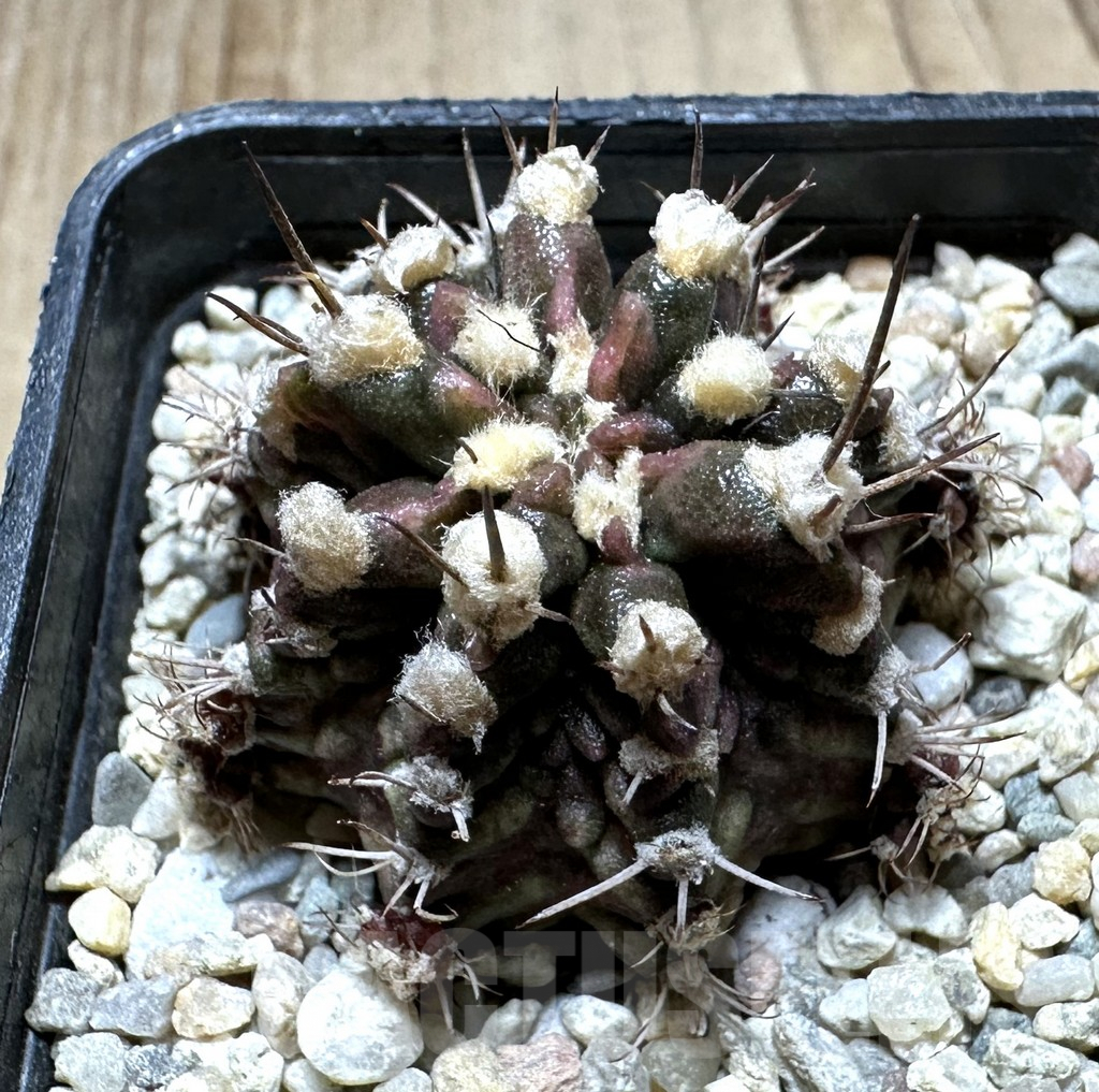 SHPR33233 Gymnocalycium mihanovichii T-rex