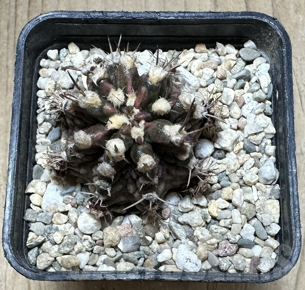 SHPR33233 Gymnocalycium mihanovichii T-rex - Image 2