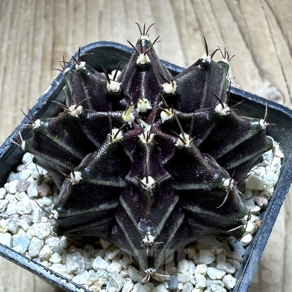 SHPR33234 Gymnocalycium mihanovichii ‘Black Widow’ seedling