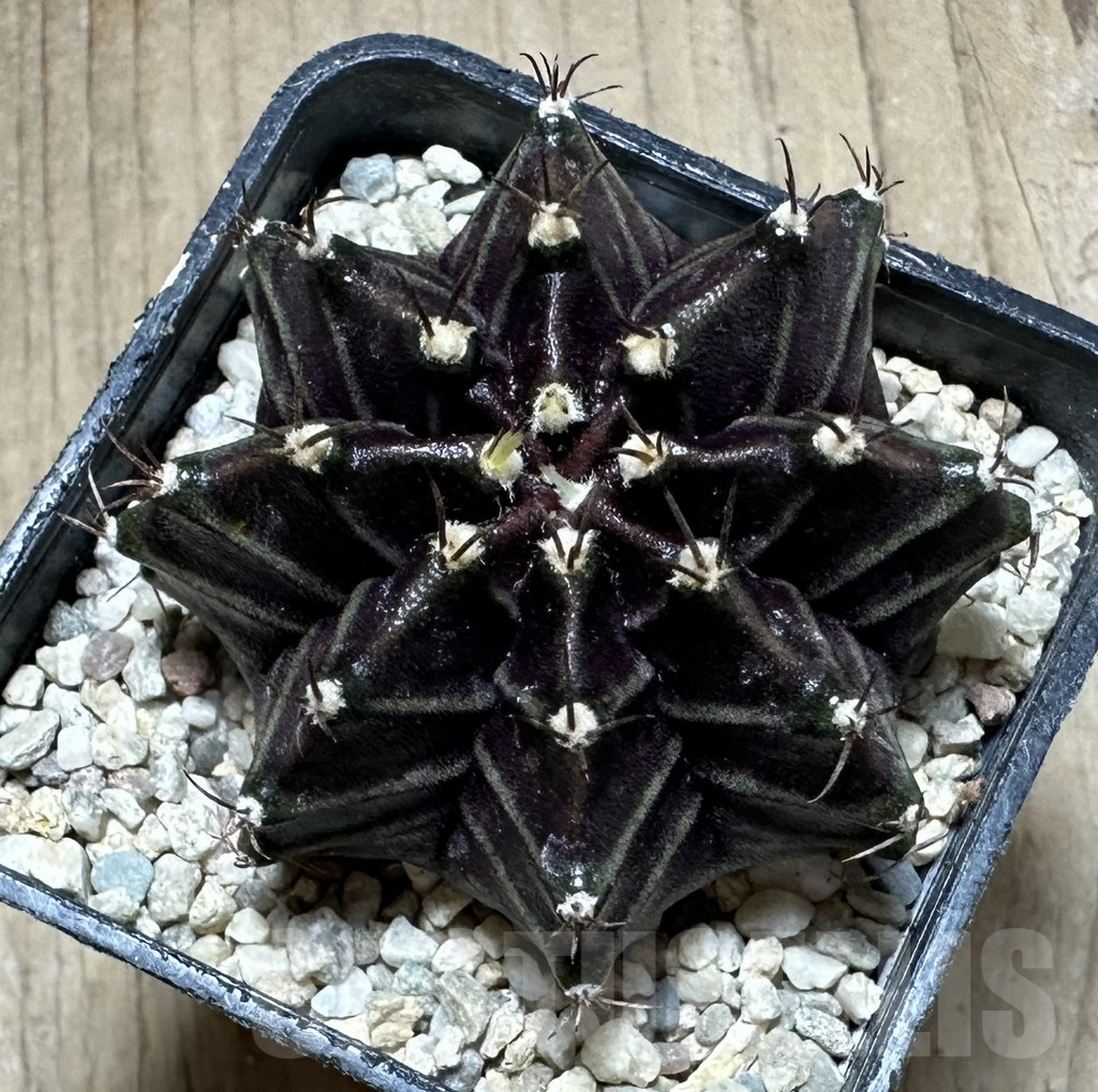 SHPR33234 Gymnocalycium mihanovichii ‘Black Widow’ seedling - Image 2