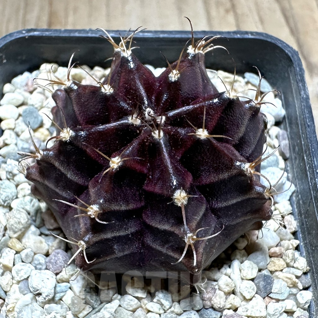SHPR33235 Gymnocalycium mihanovichii ‘Black Widow’ seedling