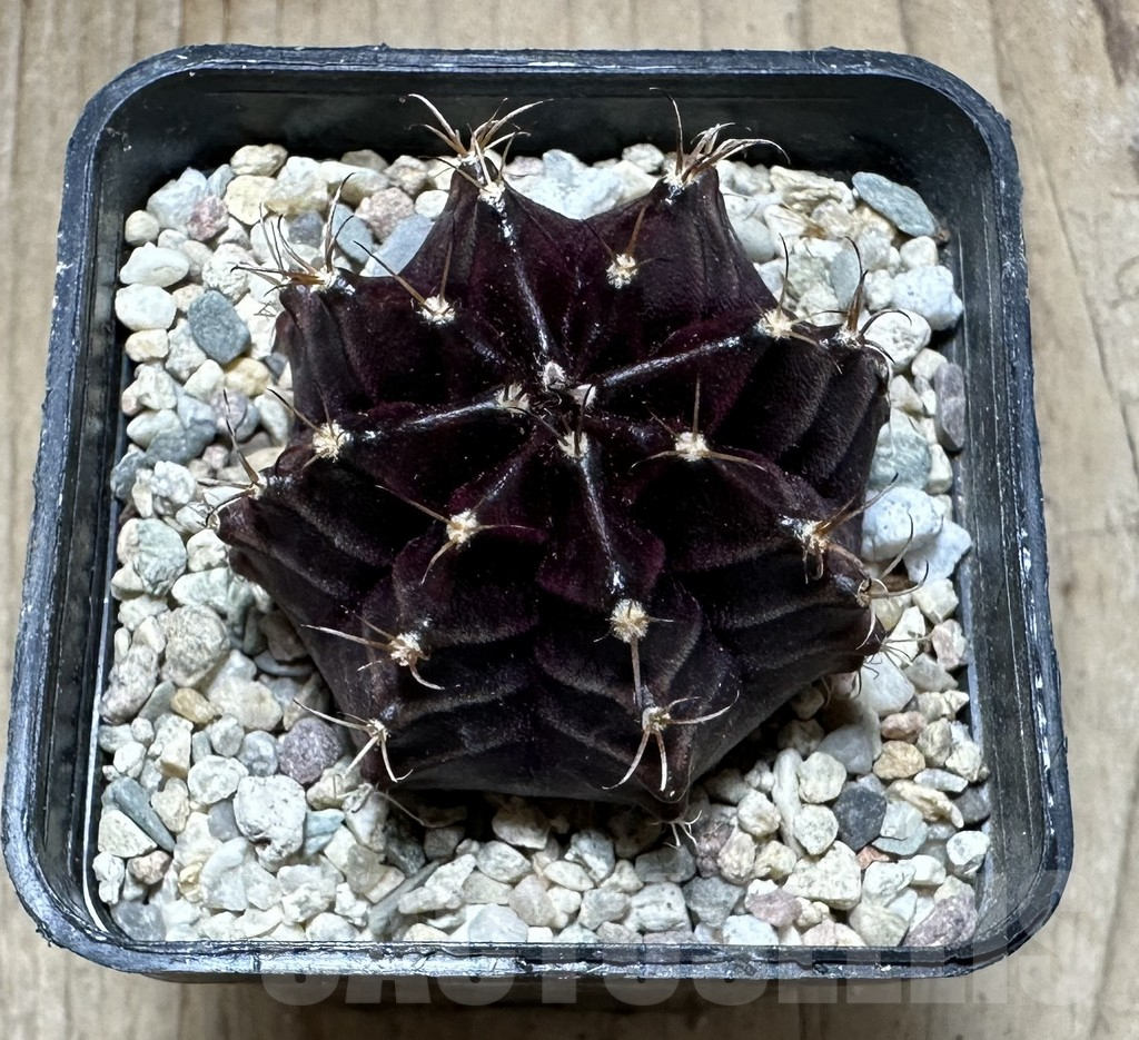 SHPR33235 Gymnocalycium mihanovichii ‘Black Widow’ seedling - Image 2
