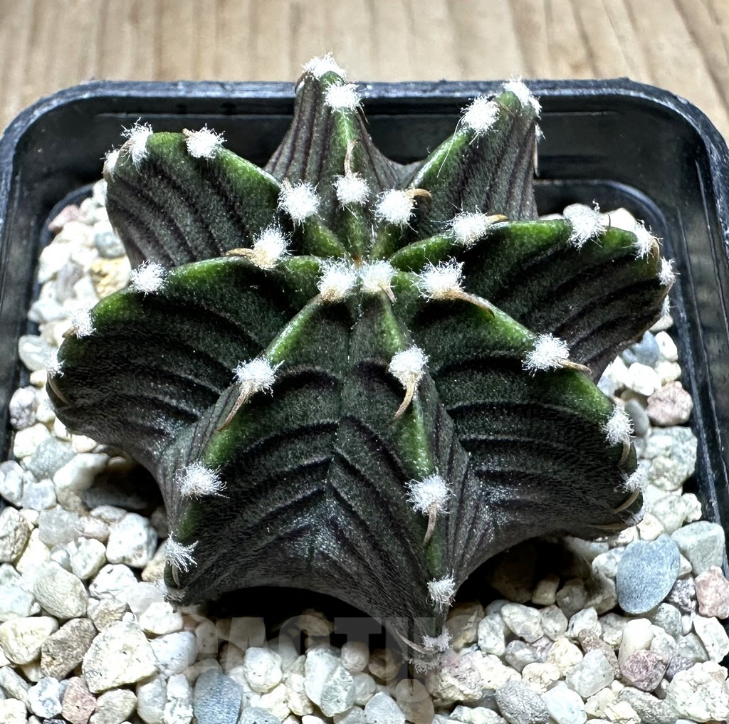 SHPR33239 Gymnocalycium friedrichii VOS 014a