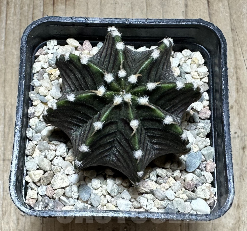 SHPR33239 Gymnocalycium friedrichii VOS 014a - Image 2