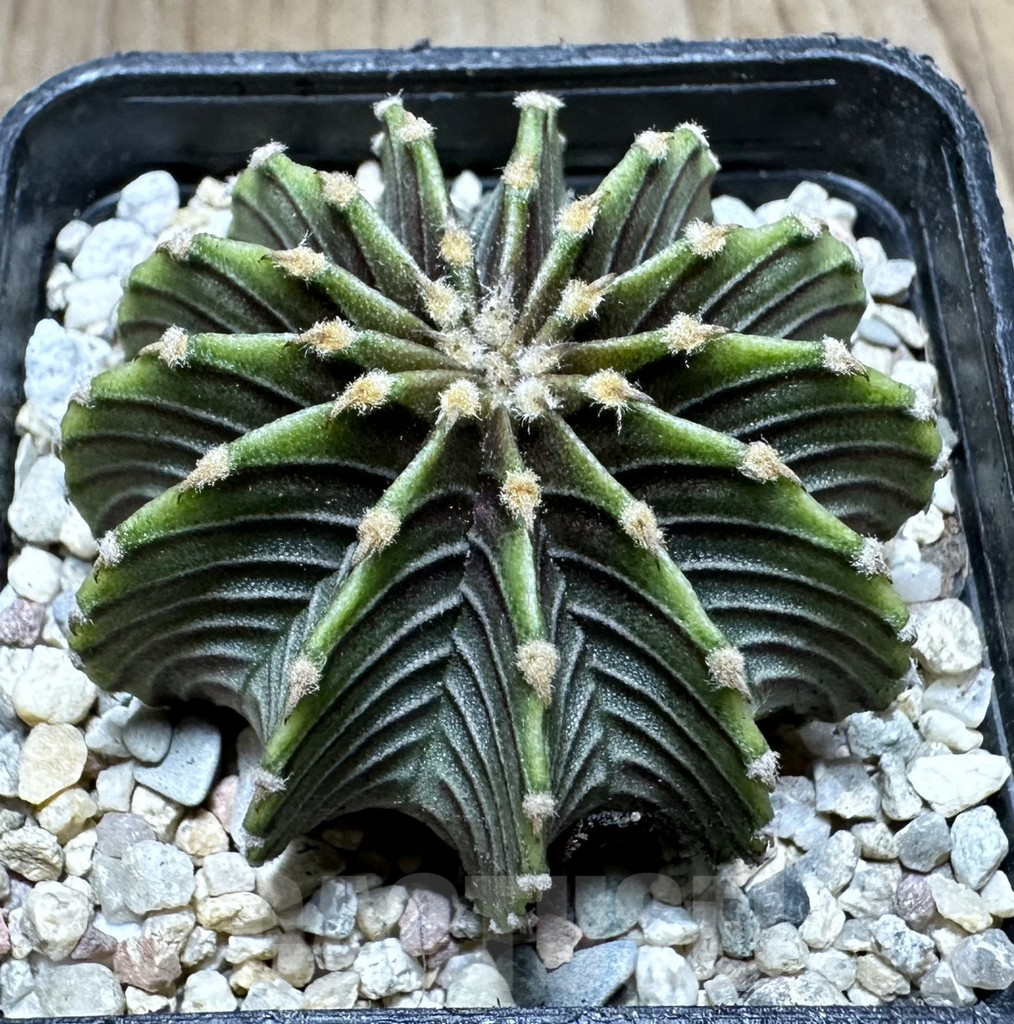 SHPR33240 Gymnocalycium friedrichii LB 2178
