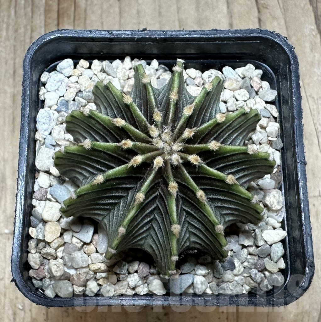 SHPR33240 Gymnocalycium friedrichii LB 2178 - Image 2