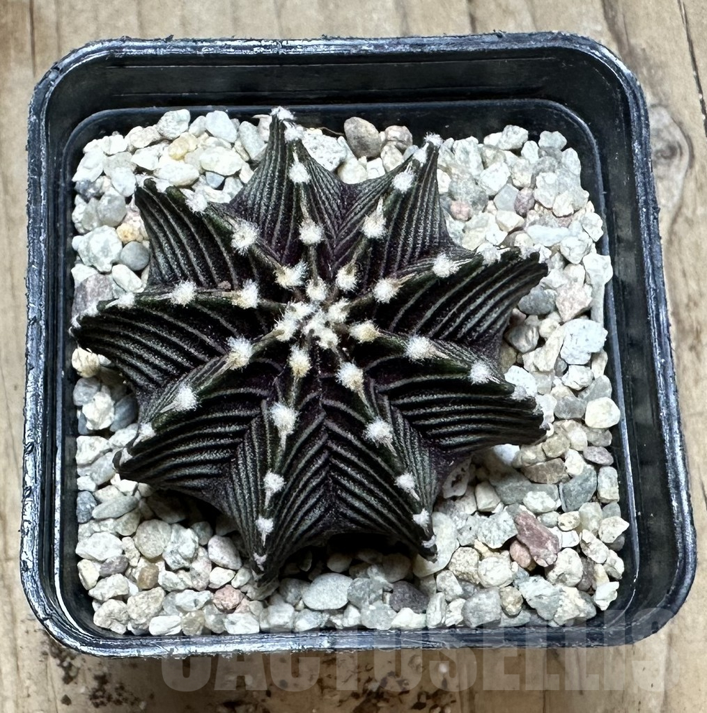 SHPR33244 Gymnocalycium friedrichii VOS 1241 - Image 2