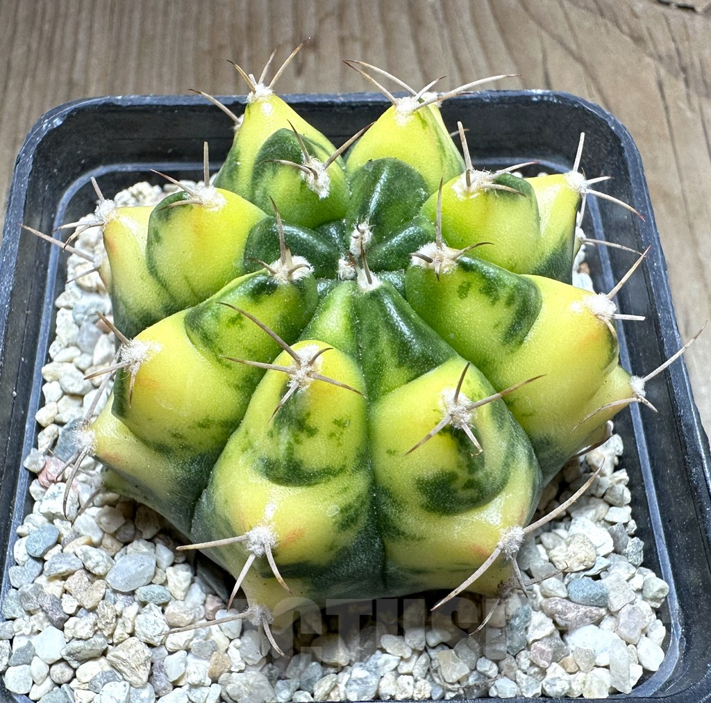 SHPR33246 Gymnocalycium mihanovichii ‘Yellow Dream’