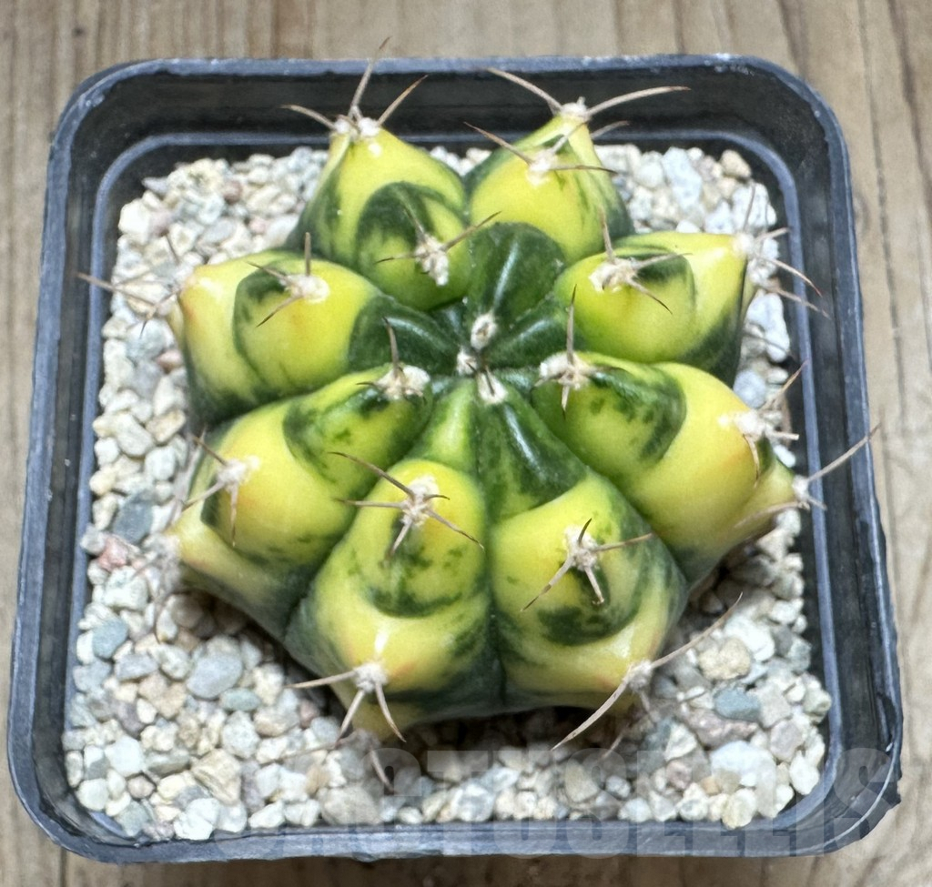 SHPR33246 Gymnocalycium mihanovichii ‘Yellow Dream’ - Image 2