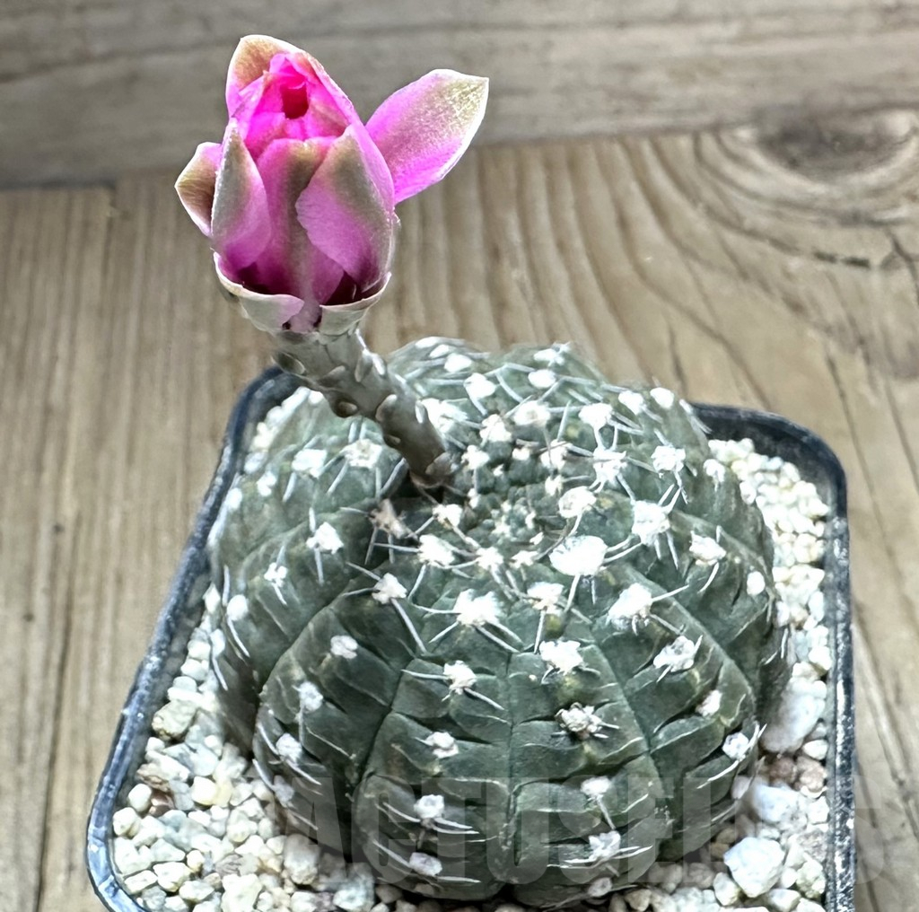 SHPR33247 Gymnocalycium ragonesei v. raseiflorum