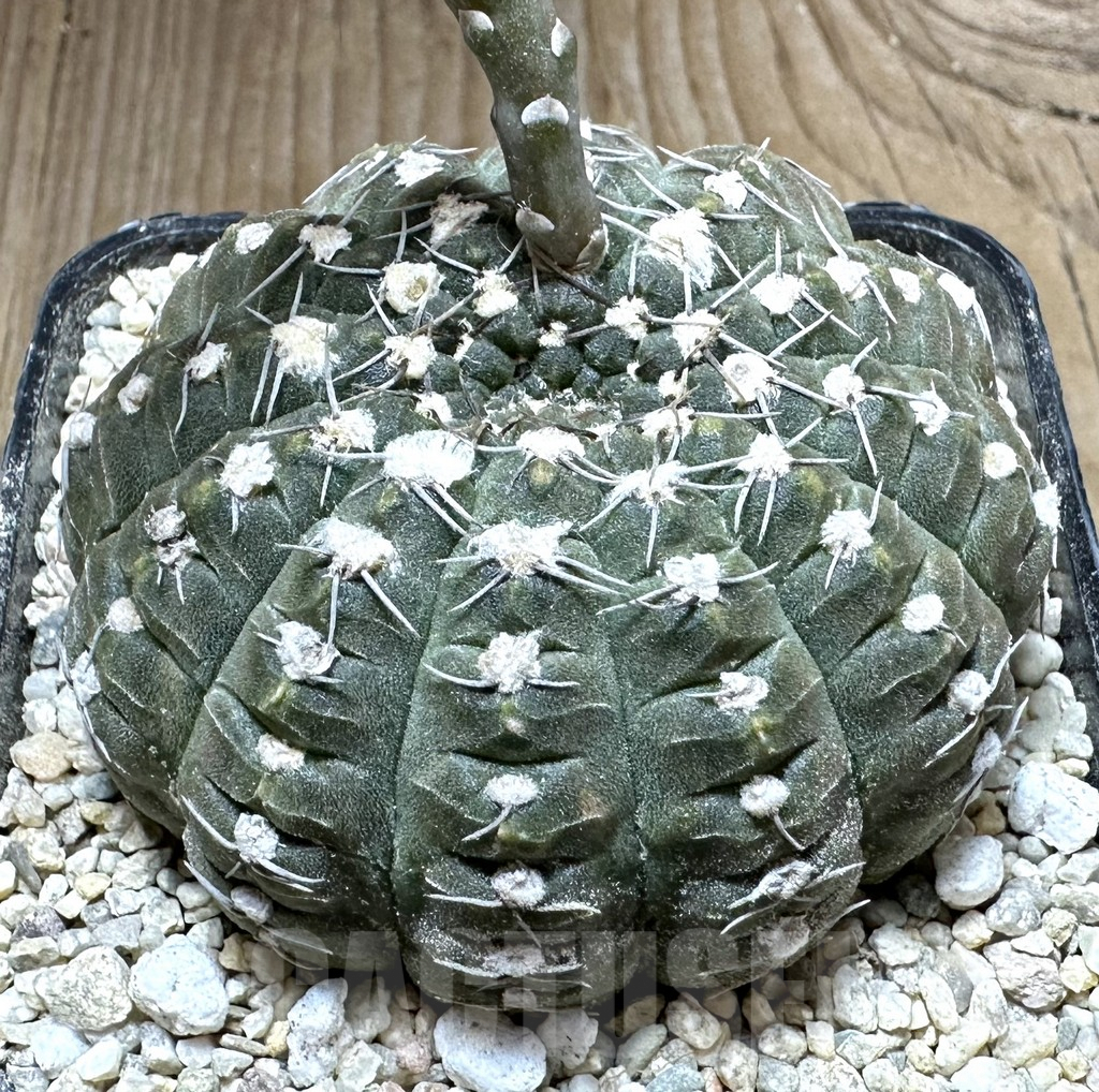 SHPR33247 Gymnocalycium ragonesei v. raseiflorum - Image 2