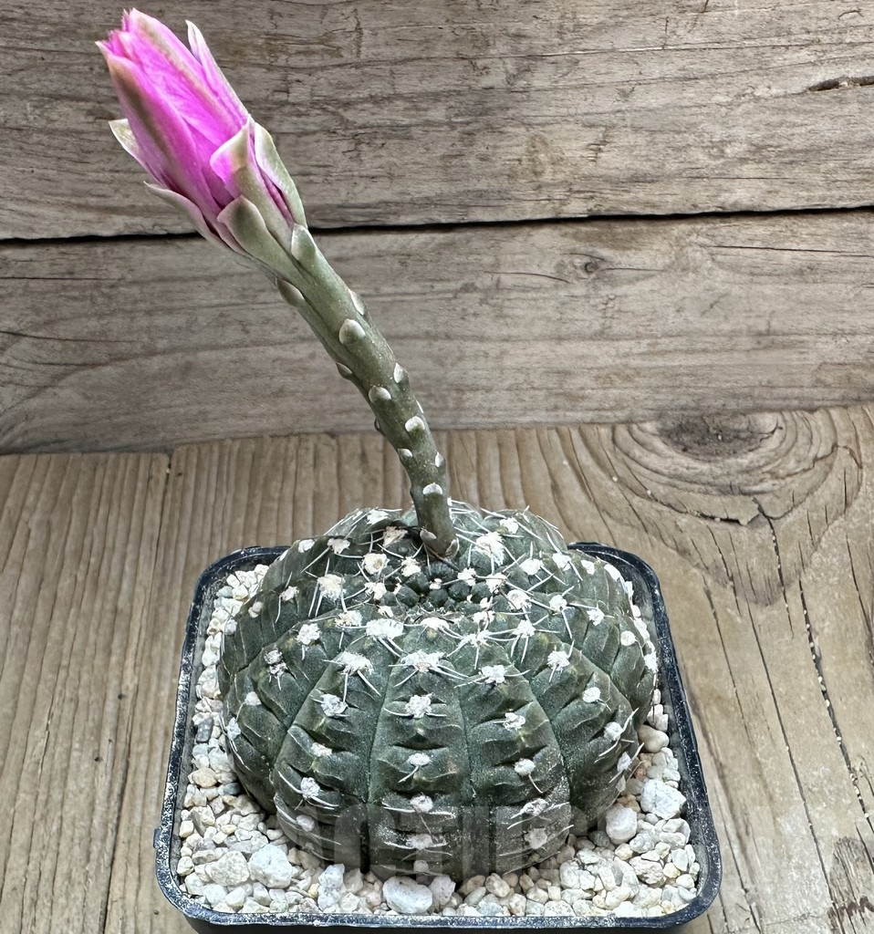 SHPR33247 Gymnocalycium ragonesei v. raseiflorum - Image 3