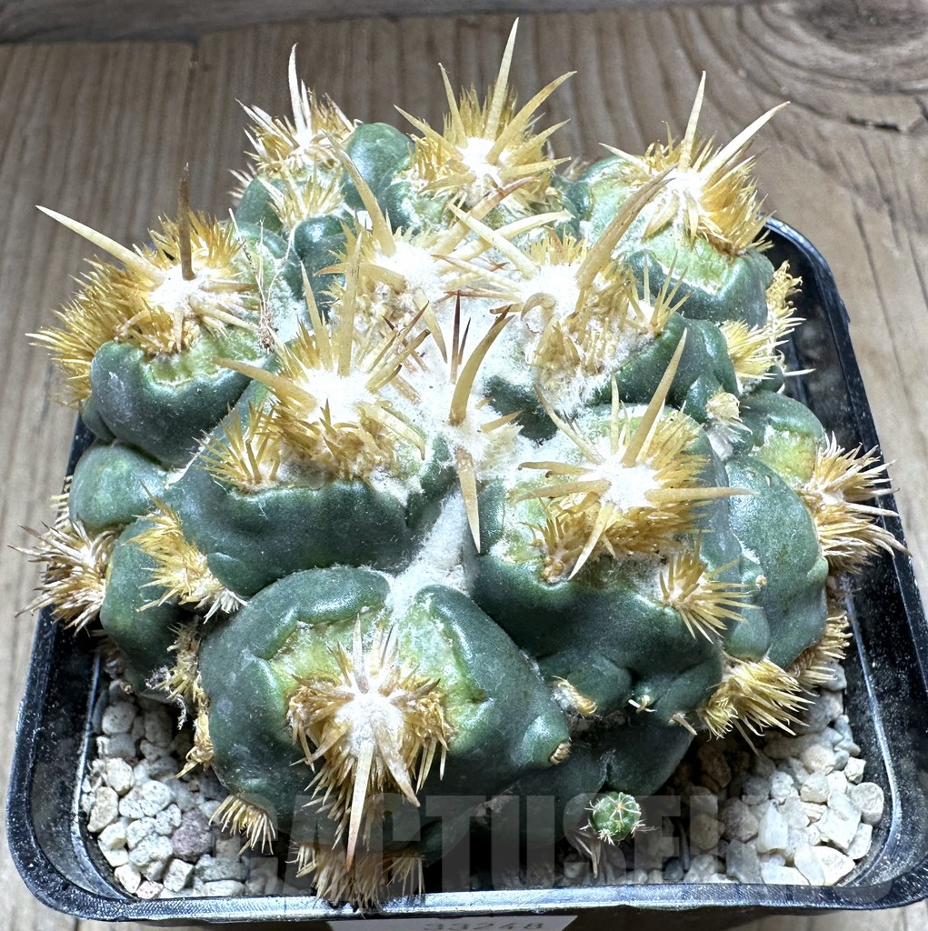 SHPR33248 Coryphantha elephantides f. monstrosa, grafted