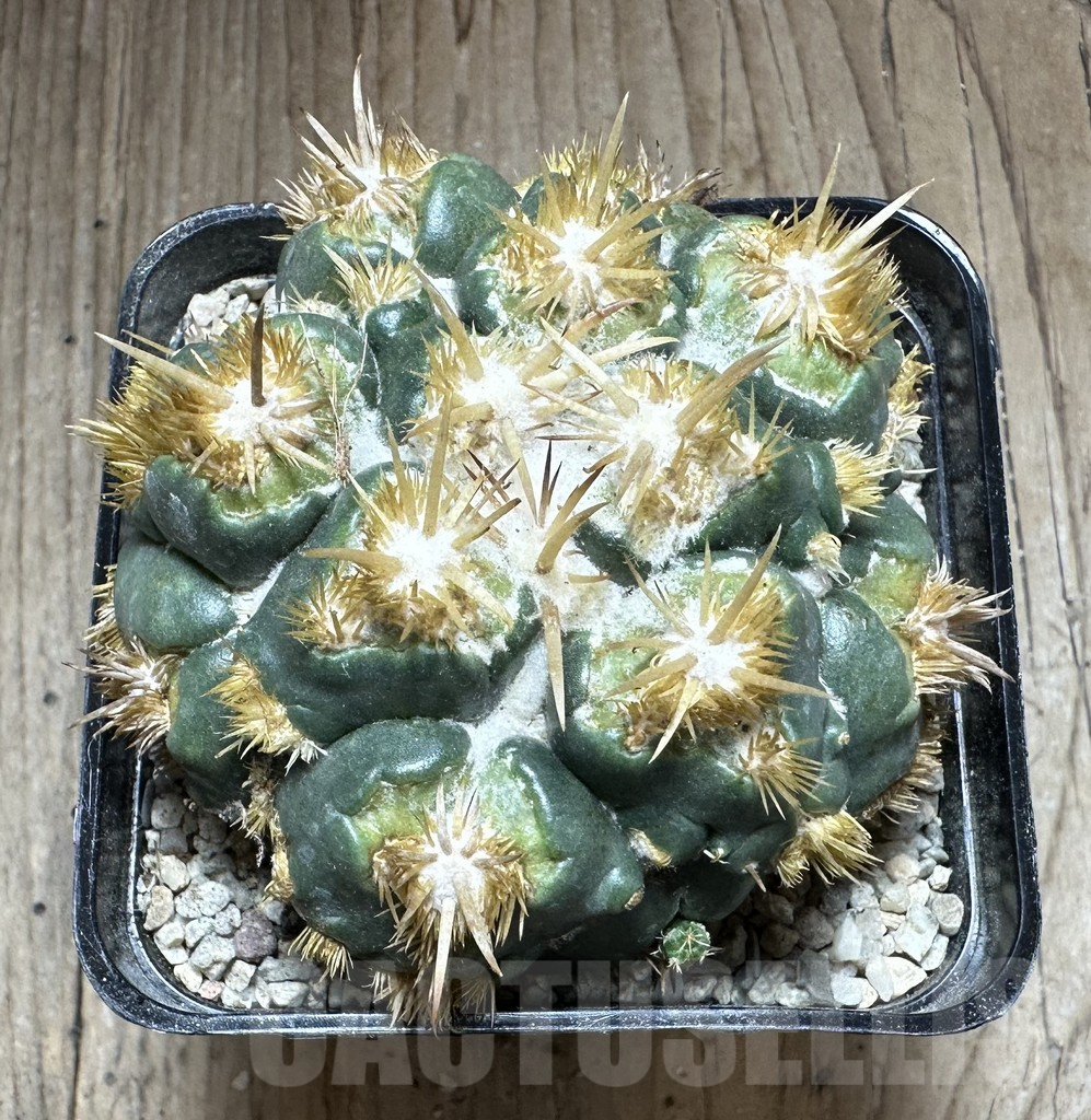 SHPR33248 Coryphantha elephantides f. monstrosa, grafted - Image 2