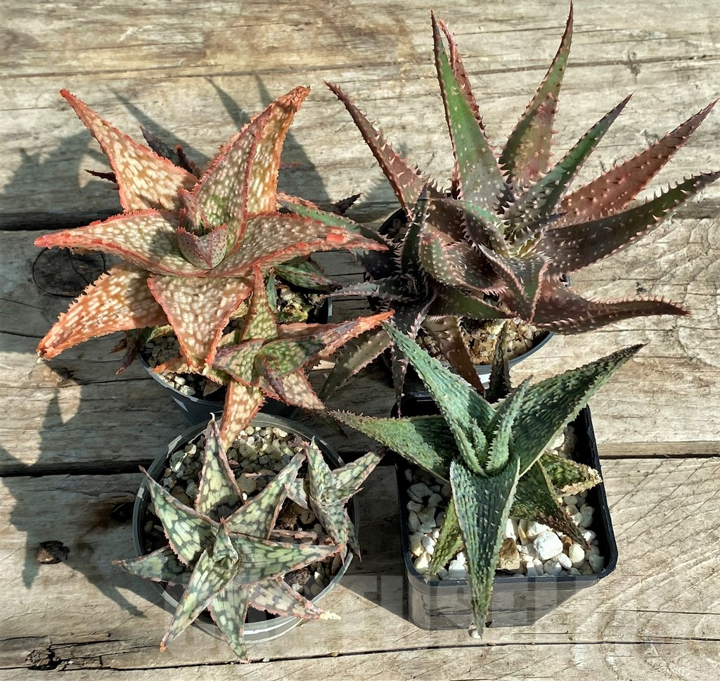 SET148 Aloe mix, 4 plants - Obrázek 2