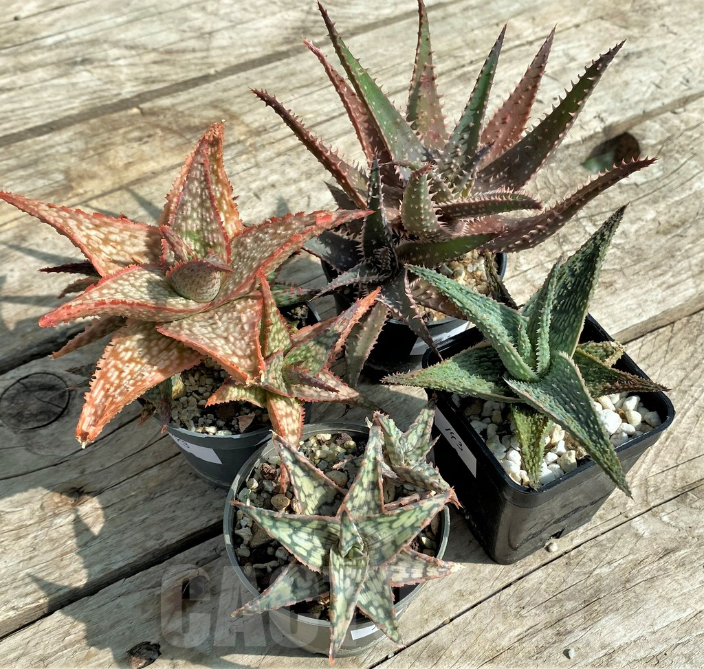 SET148 Aloe mix, 4 plants