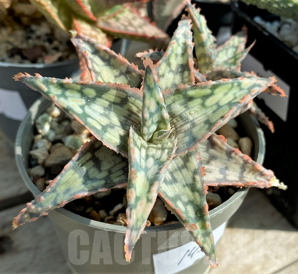 SET148 Aloe mix, 4 plants - Obrázek 3