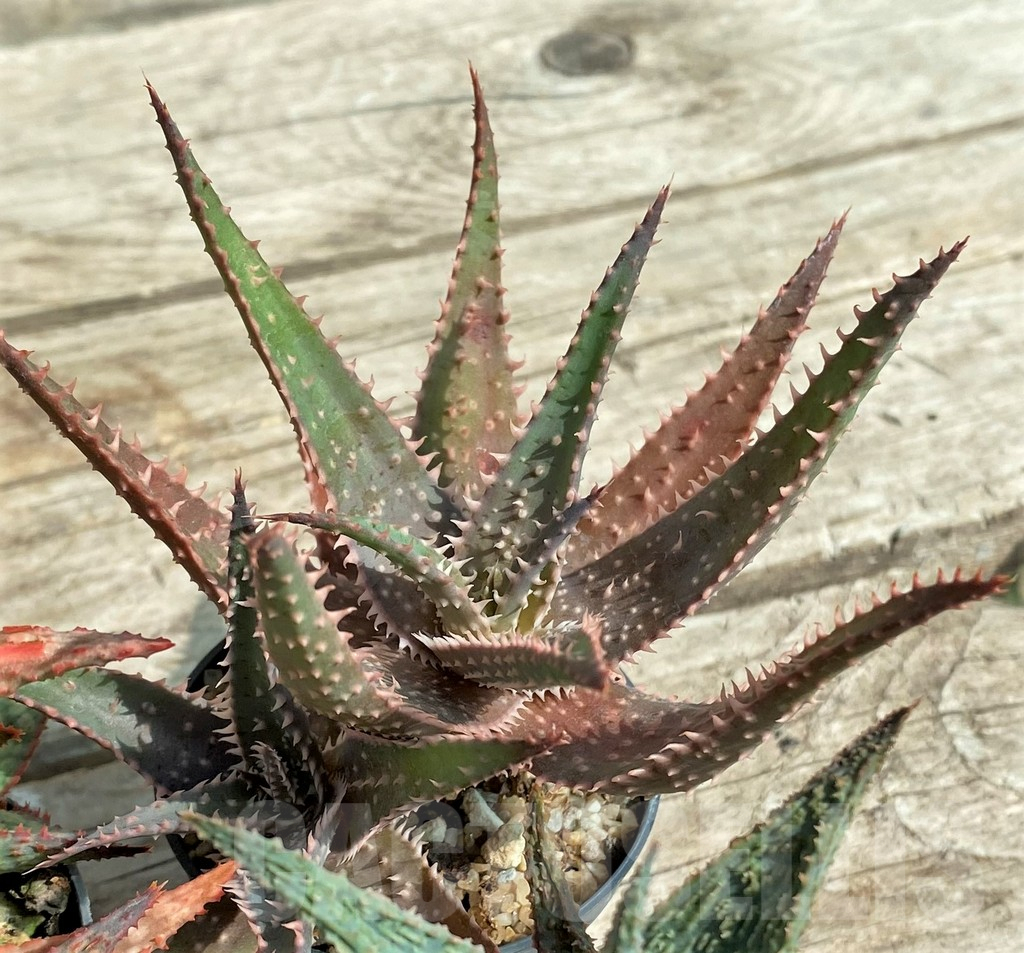 SET148 Aloe mix, 4 plants - Obrázek 4