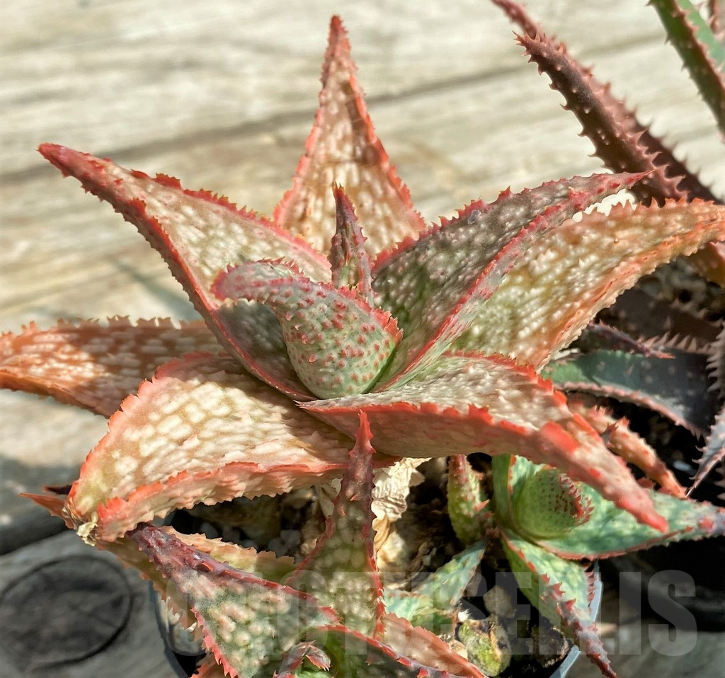 SET148 Aloe mix, 4 plants - Obrázek 5