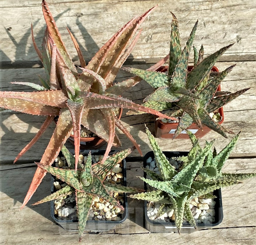 SET145 Aloe mix, 4 plants - Obrázek 2