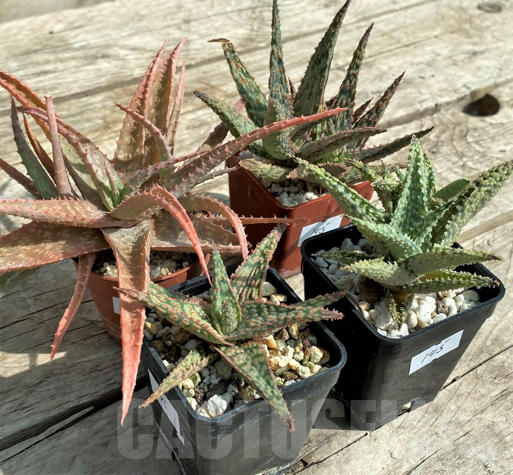 SET145 Aloe mix, 4 plants