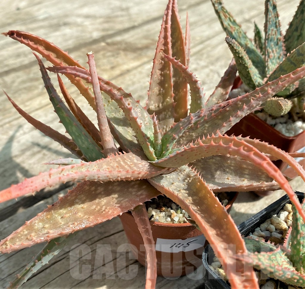 SET145 Aloe mix, 4 plants - Obrázek 3