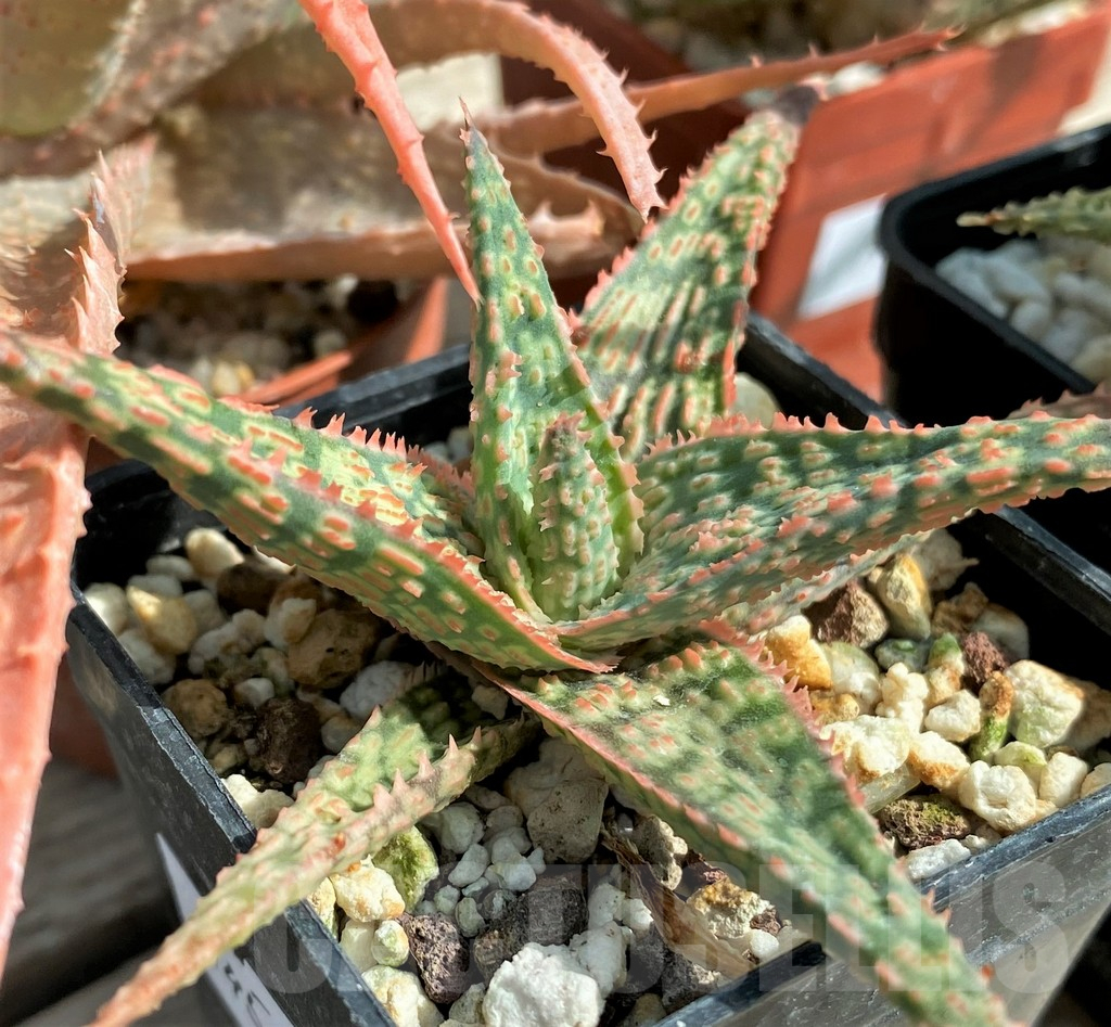 SET145 Aloe mix, 4 plants - Obrázek 4